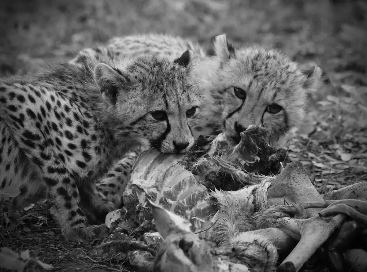 Close Company: Black and white image of two cheetah cubs pressed together beside their mother