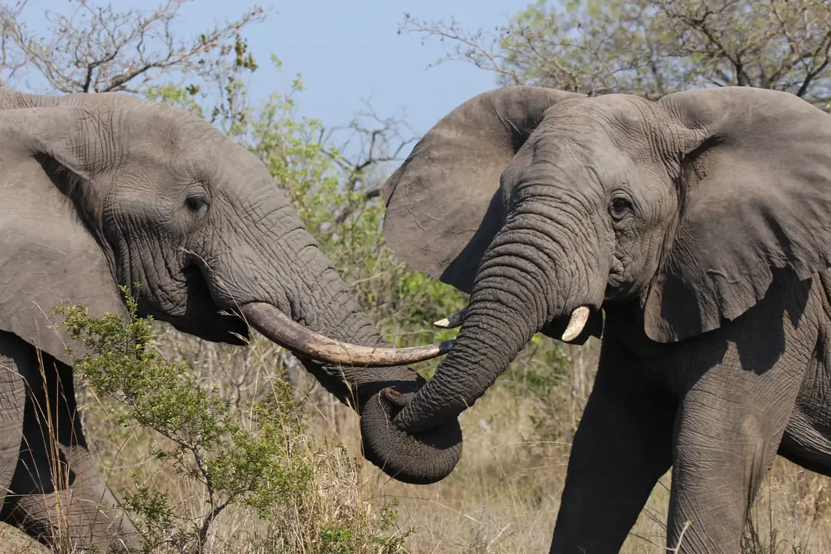 Entwined: Two elephants facing each other with their trunks entwined and tusks touching