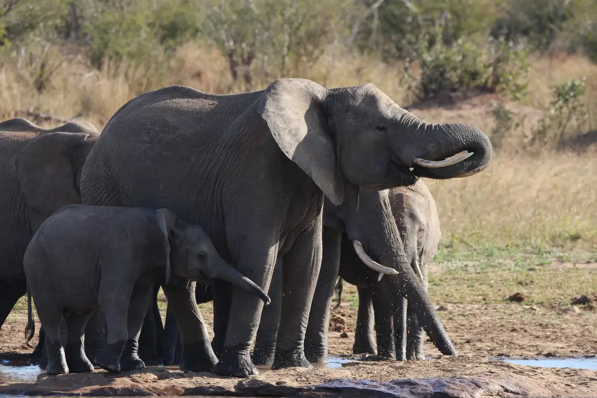 Family Drink: A family of elephants, a calf among them, drinking at the edge of a waterhole