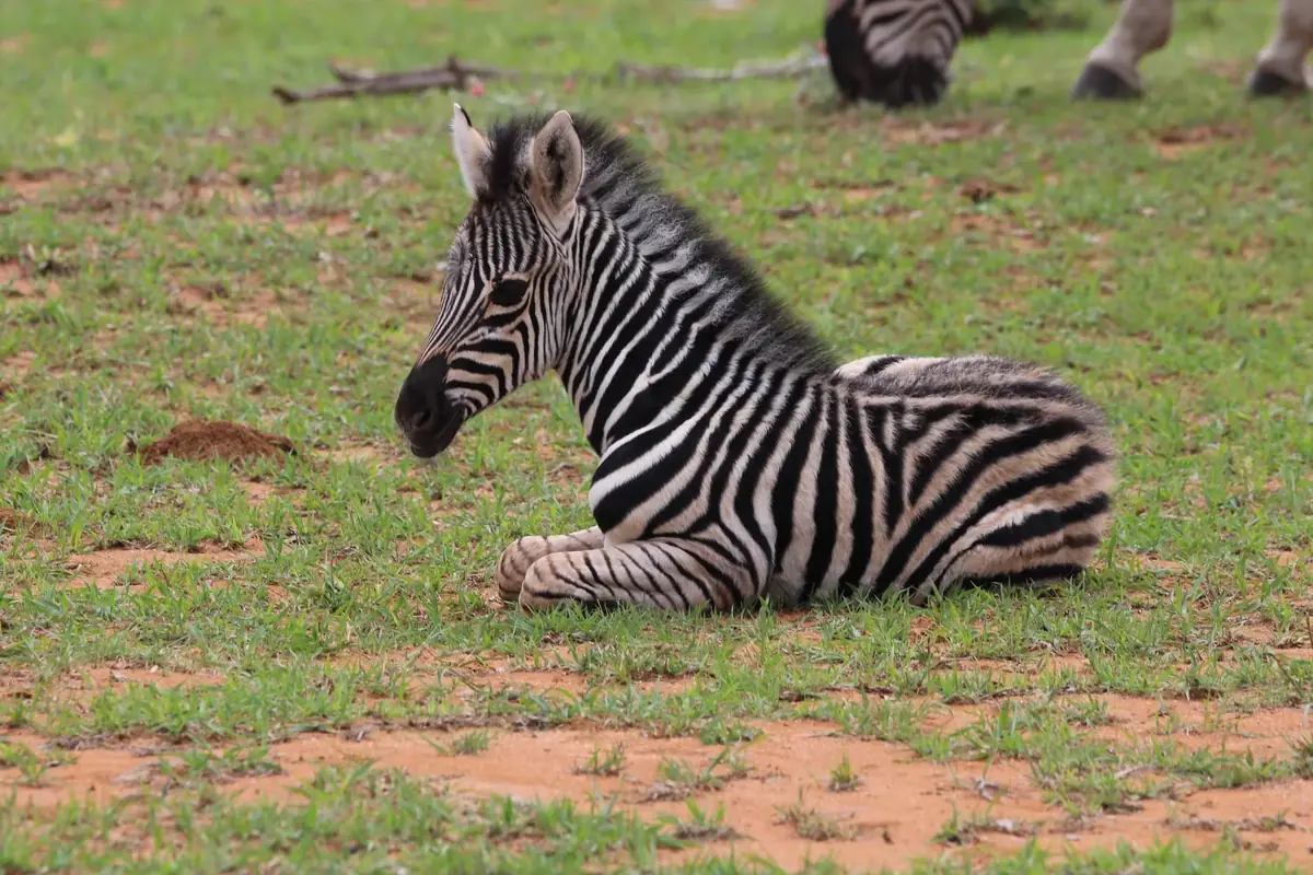 Folded Legs: A young zebra foal lying on short green grass with its legs folded beneath it