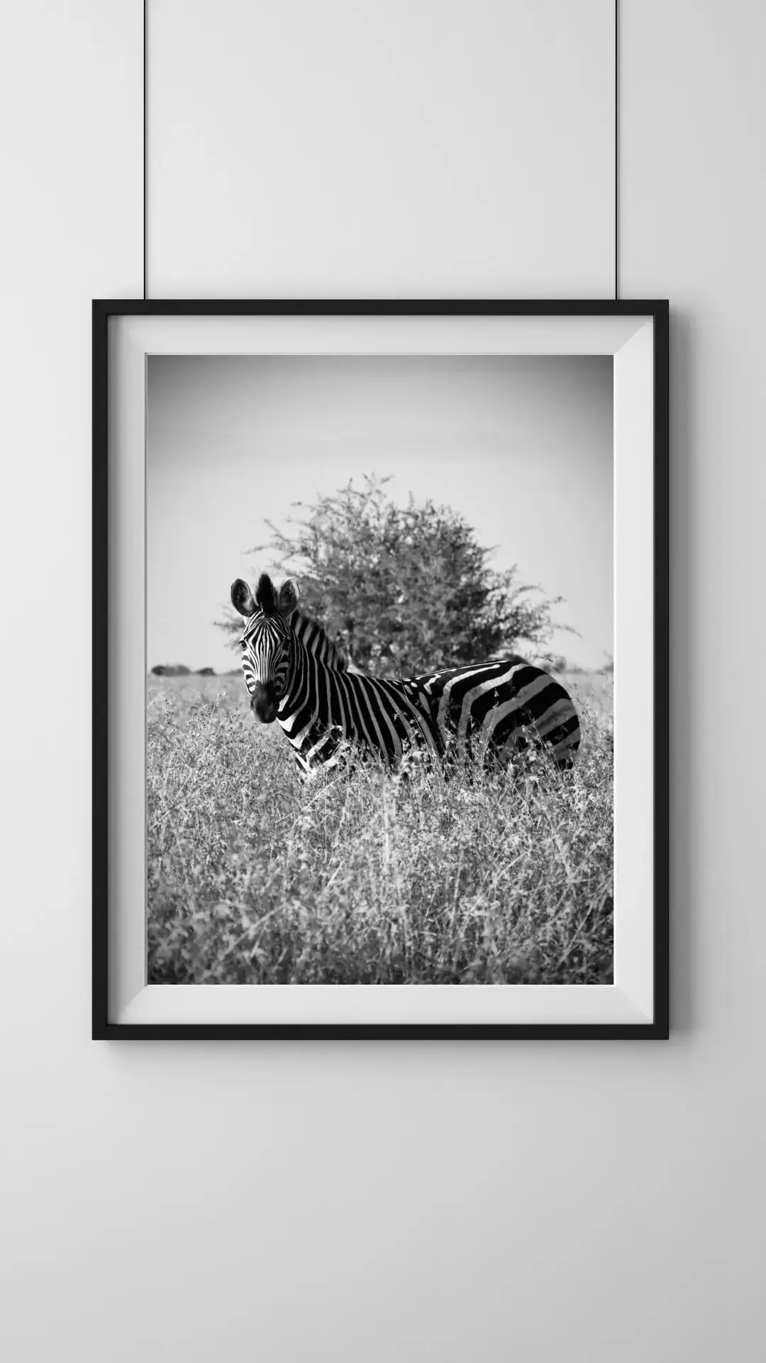 Lines in the Grass: room mock-up of the print (zebra, black and white), framed on a wall