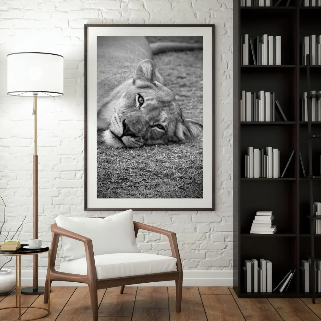One Eye Open: room mock-up of the print (lion glare), framed on a wall