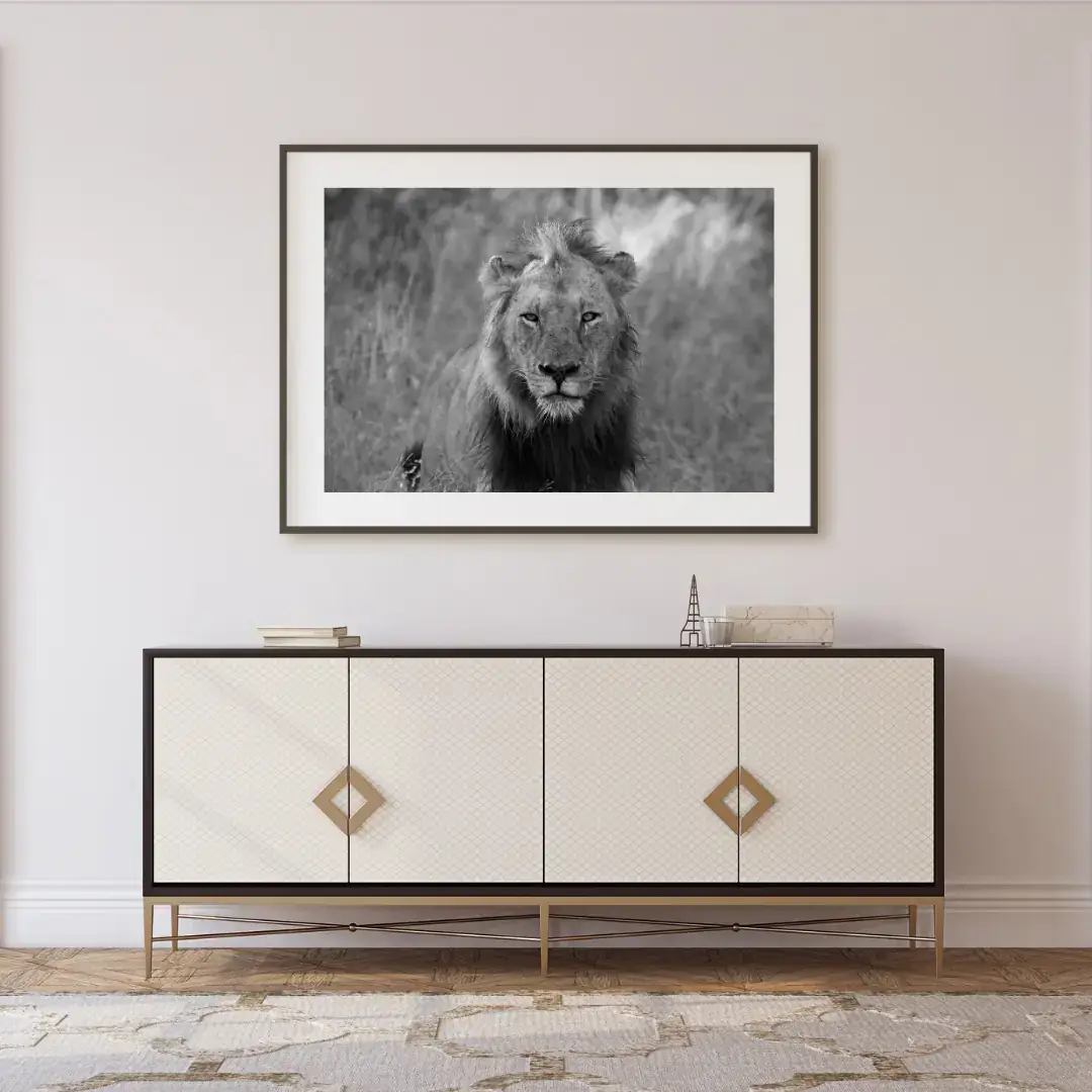 The Approach: room mock-up of the print (male lion glare), framed on a wall