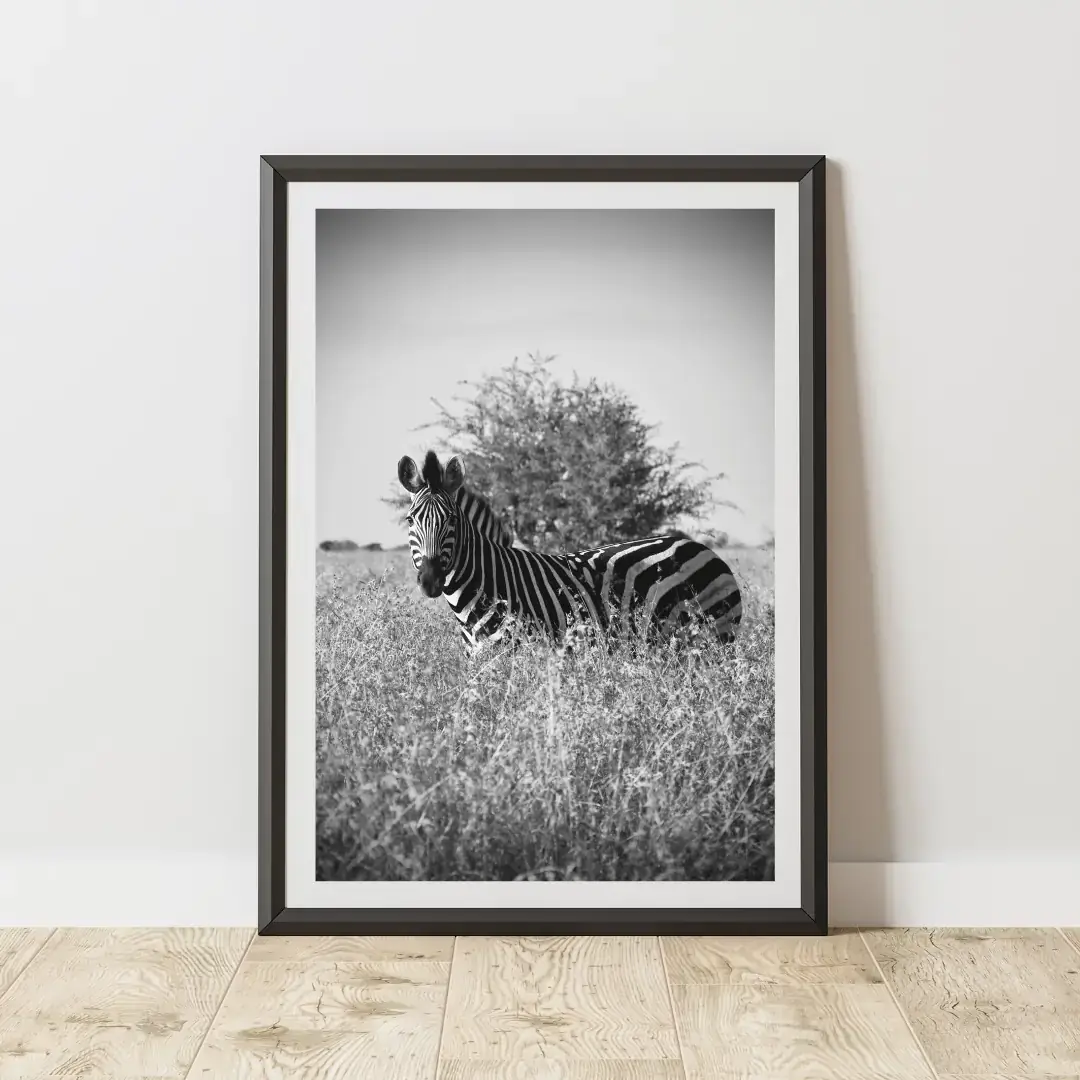 Lines in the Grass: room mock-up of the print (zebra, black and white), framed on a wall
