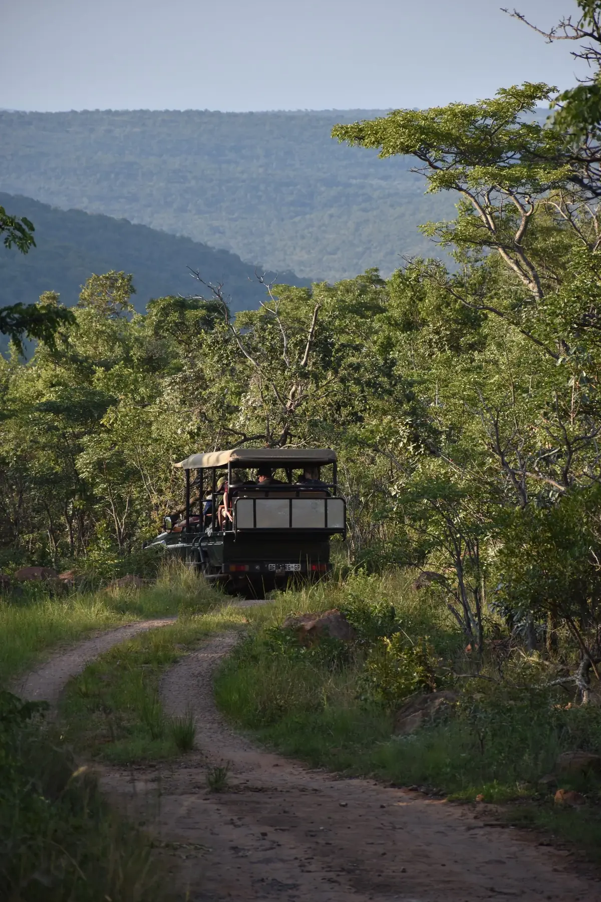 The Winding Track: An open safari vehicle on a winding two-track road through green bush, hills behind