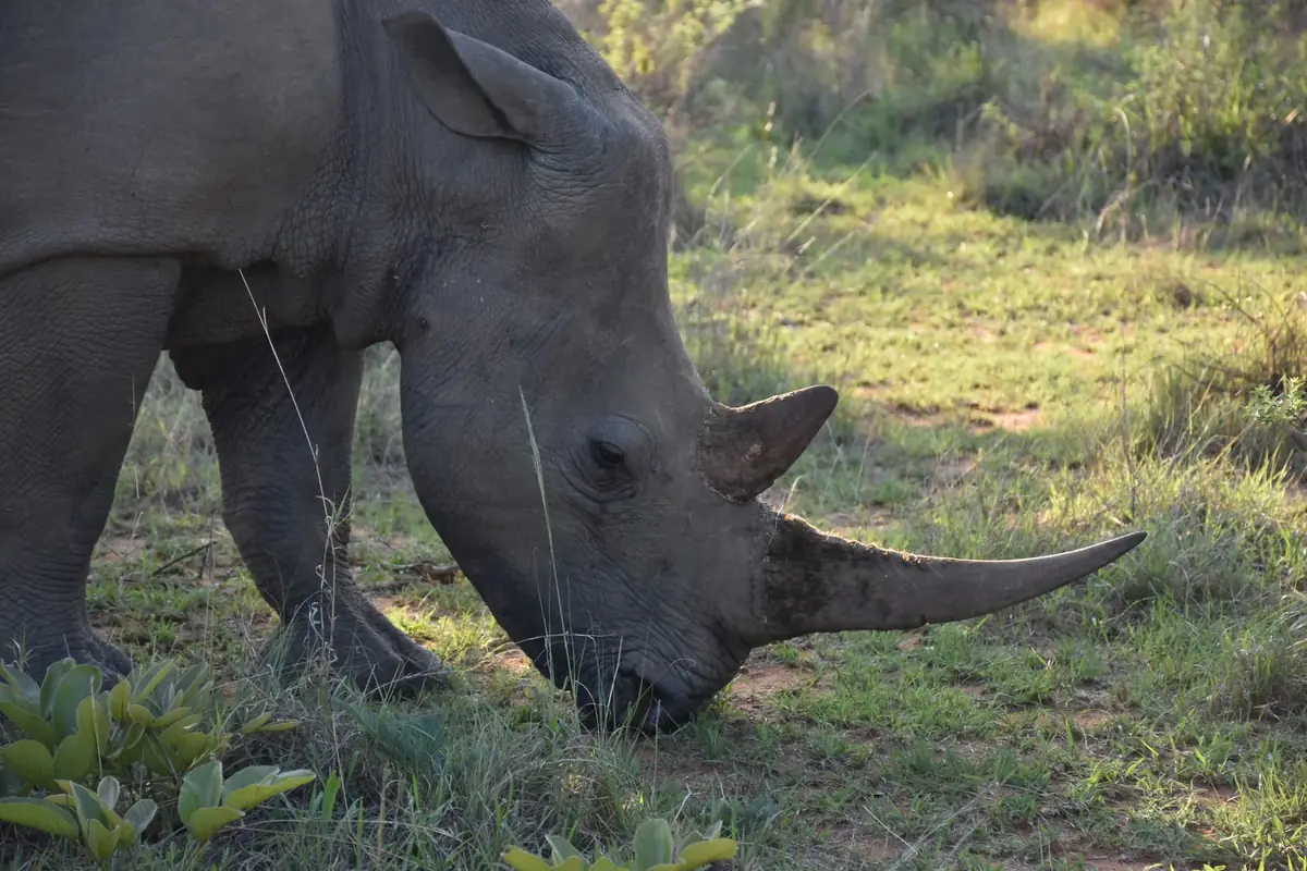 Head Down: A rhino with a long front horn grazing with its head down in green grass