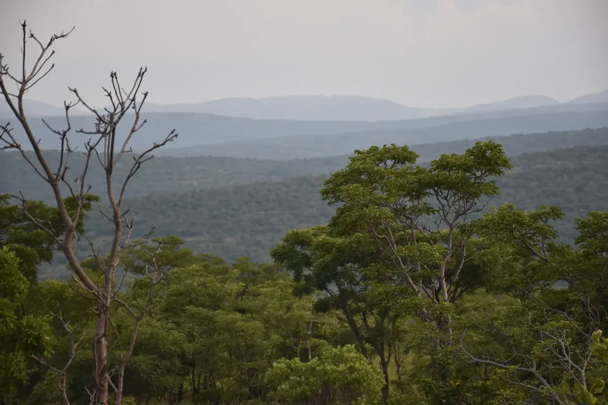 Blue Ridges: Layered blue hills under a hazy sky, with bush and bare trees in the foreground