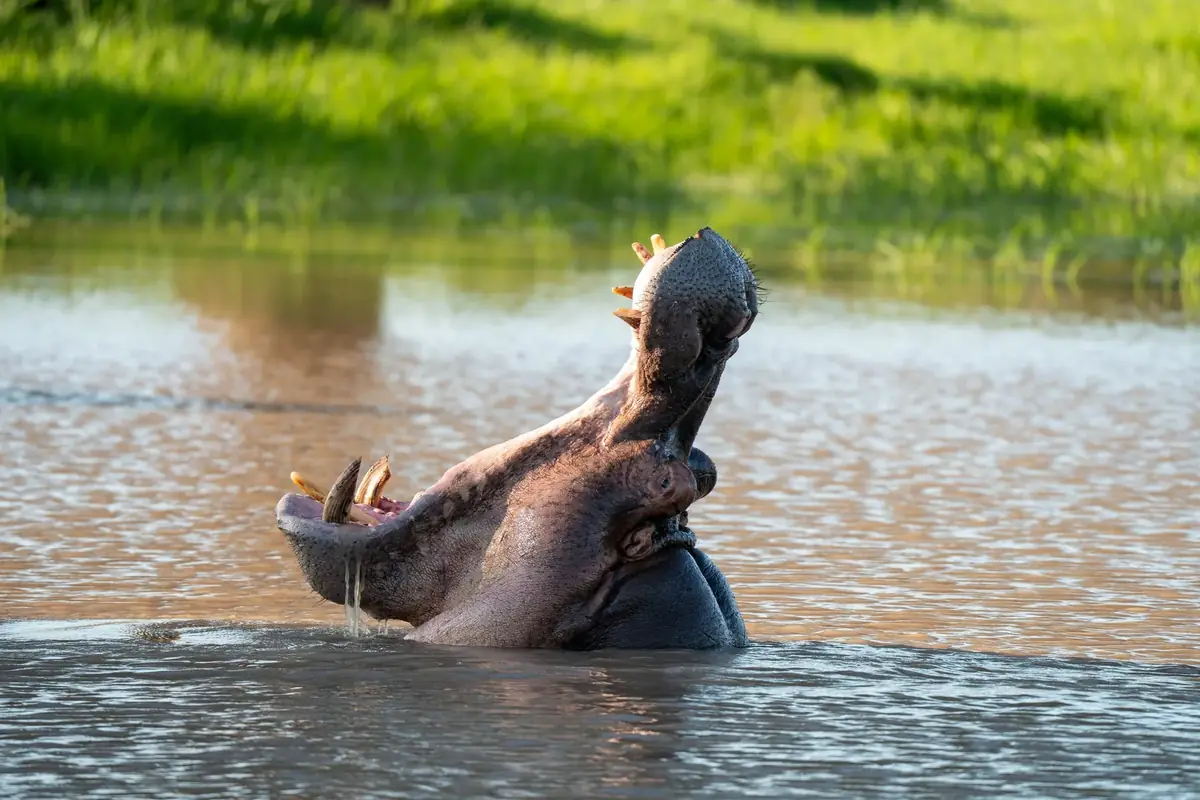 Jaws Above Water: A hippo rising from the water with its jaws wide open
