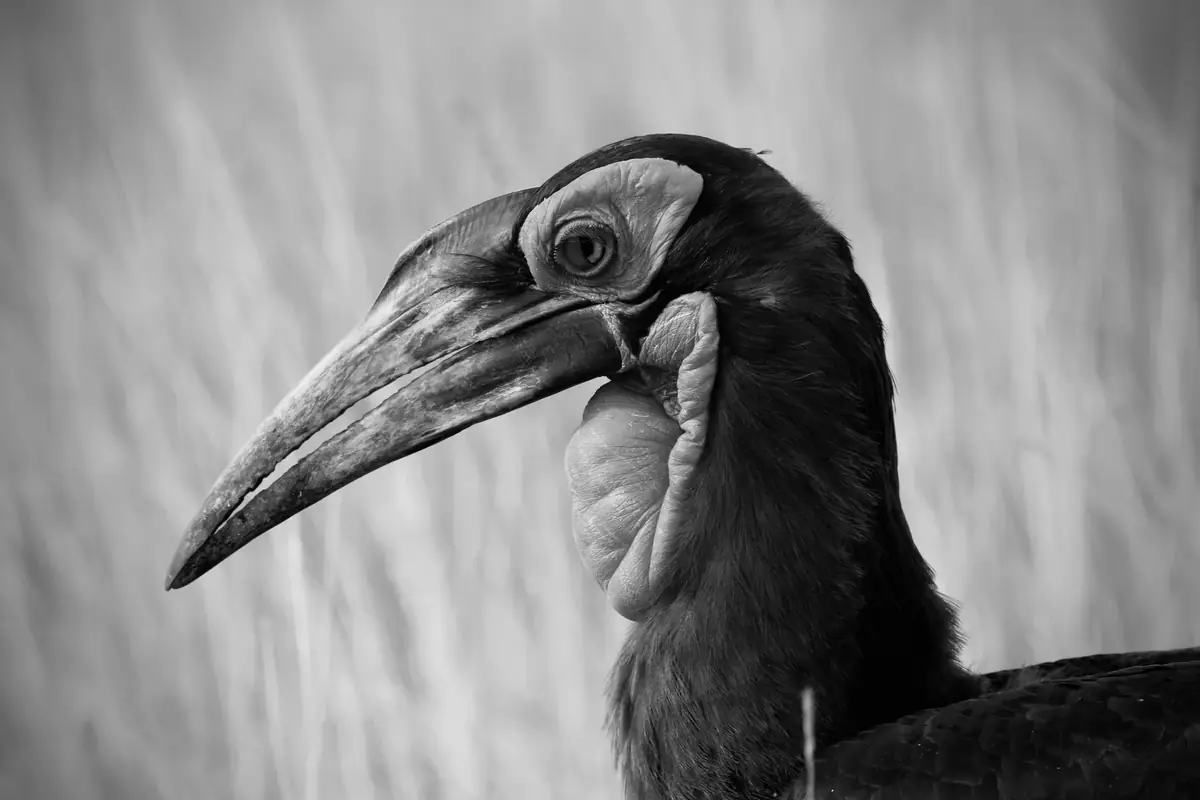 Noon Profile: Black and white side profile of a southern ground hornbill against pale grass