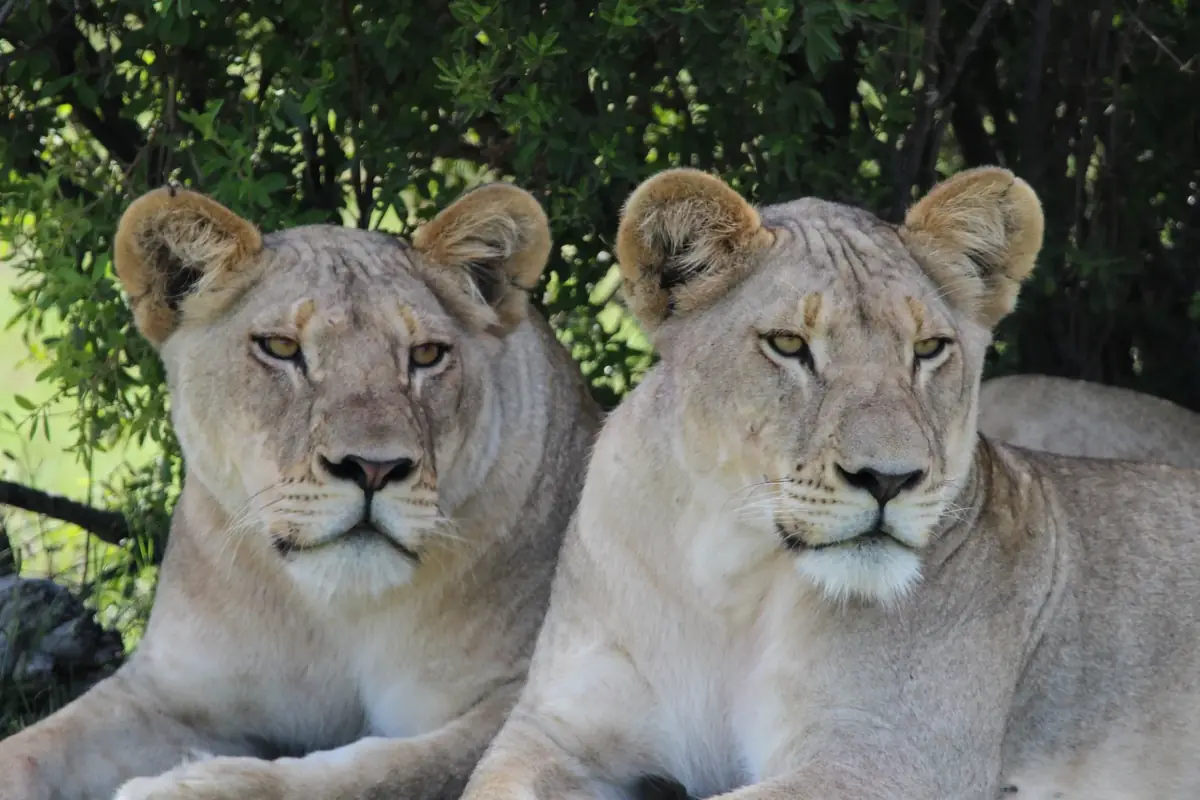 In the Shade: Two lionesses lying side by side in the shade of a tree, both looking at the camera