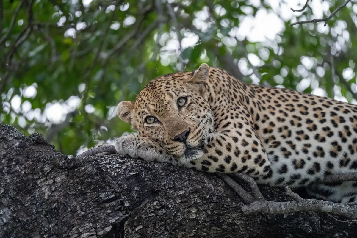 Held in the Branches: A leopard lying along a thick branch, head low, eyes looking up at the camera