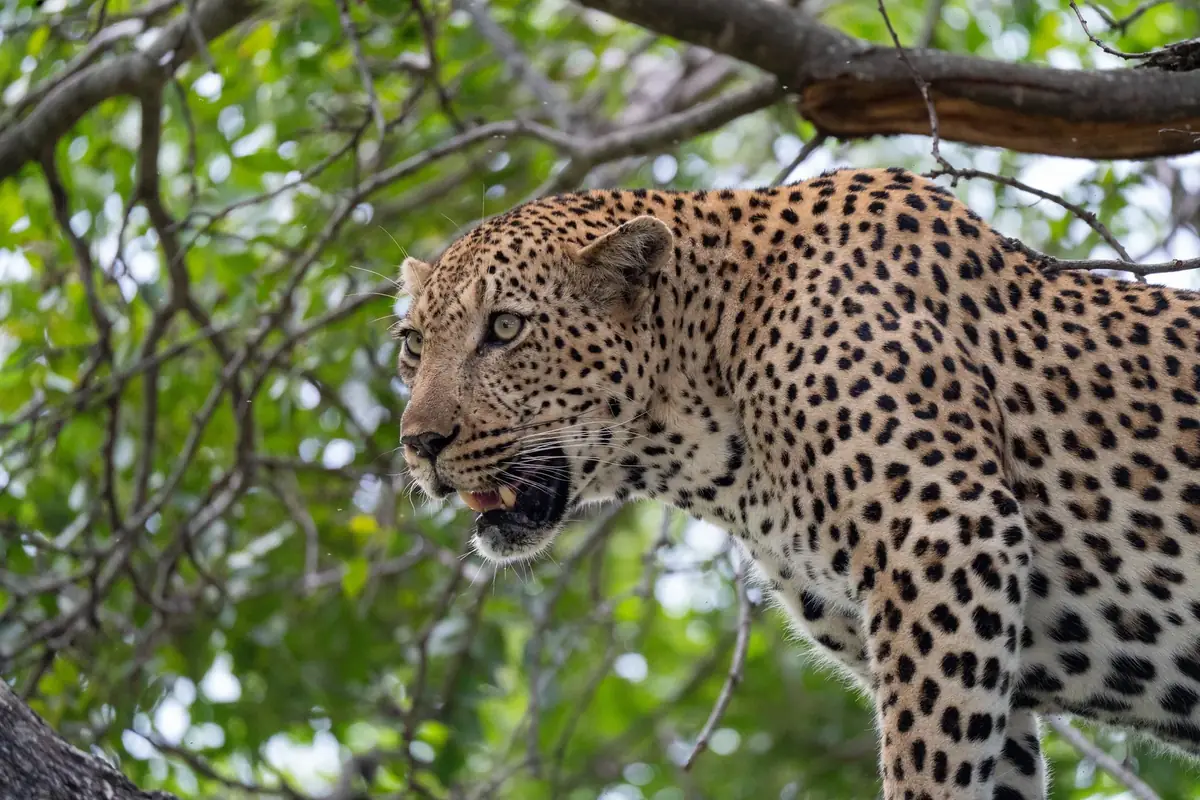 Poised: A leopard standing on a branch in a leafy tree, mouth open, looking out to the left