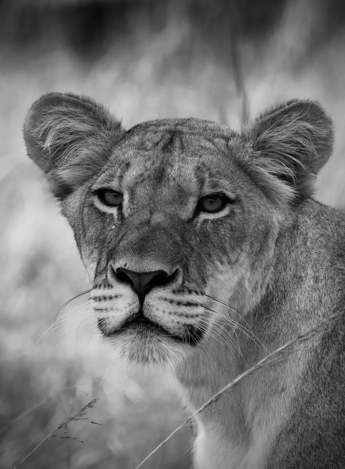 Ears Forward: Black and white close portrait of a young lion, ears up, through soft grass