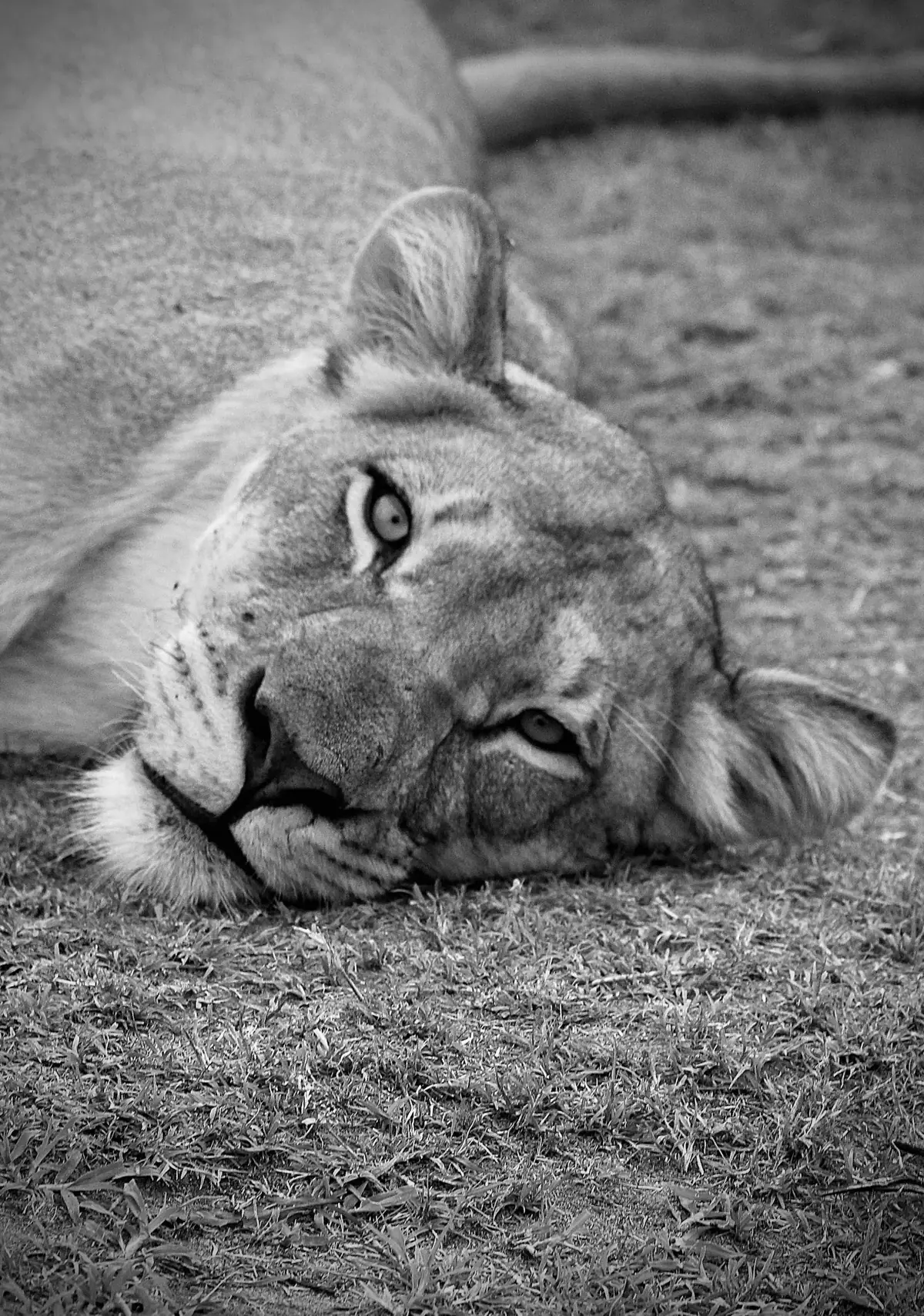 One Eye Open: Black and white portrait of a young lion lying on its side, one eye fixed on the camera