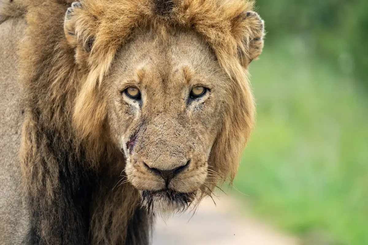 The Long Look: Tight portrait of a maned lion looking straight at the camera, green background