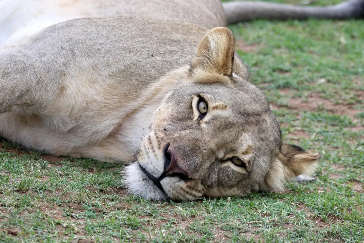Level Gaze: A lioness resting on green grass, head on the ground, looking straight at the camera