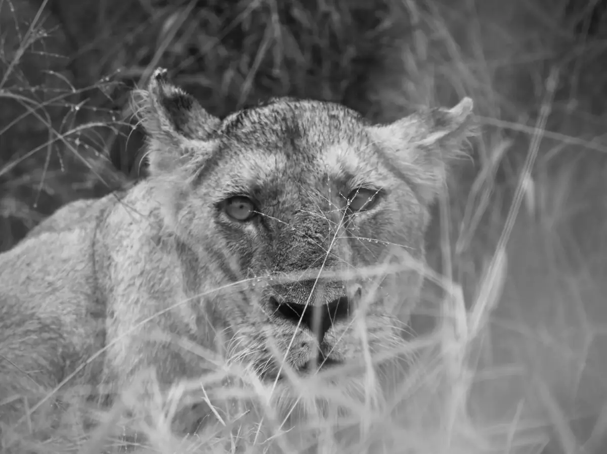 Behind the Stalks: Black and white image of a lioness looking through stalks of grass towards the camera