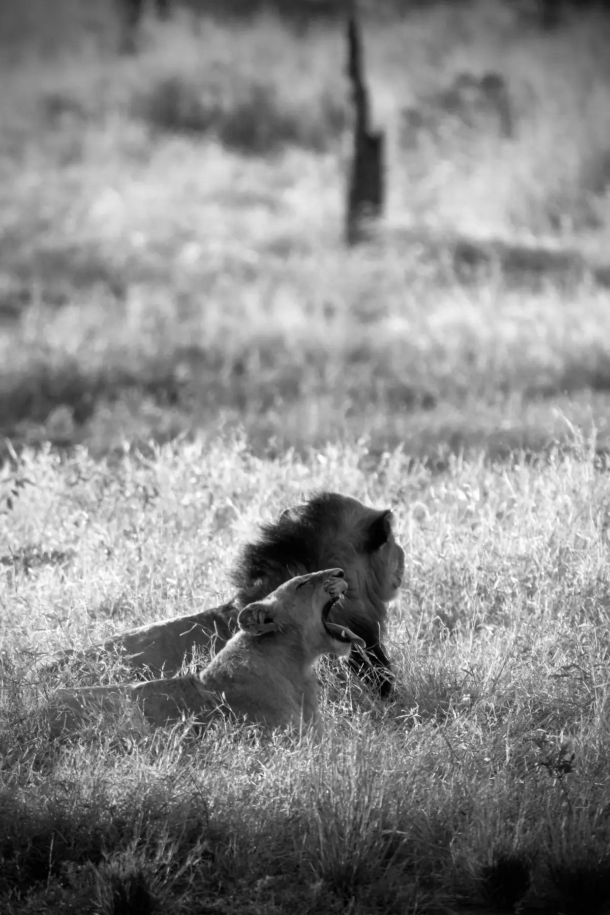 Afternoon Yawn: Black and white image of a lion yawning in open grassland, a tree trunk behind