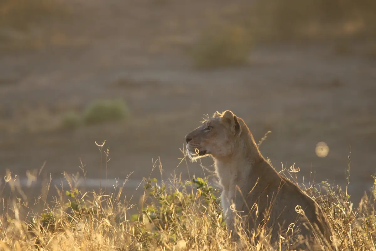 Before the Heat: A lioness sitting upright in golden grass at first light, the plain soft behind her