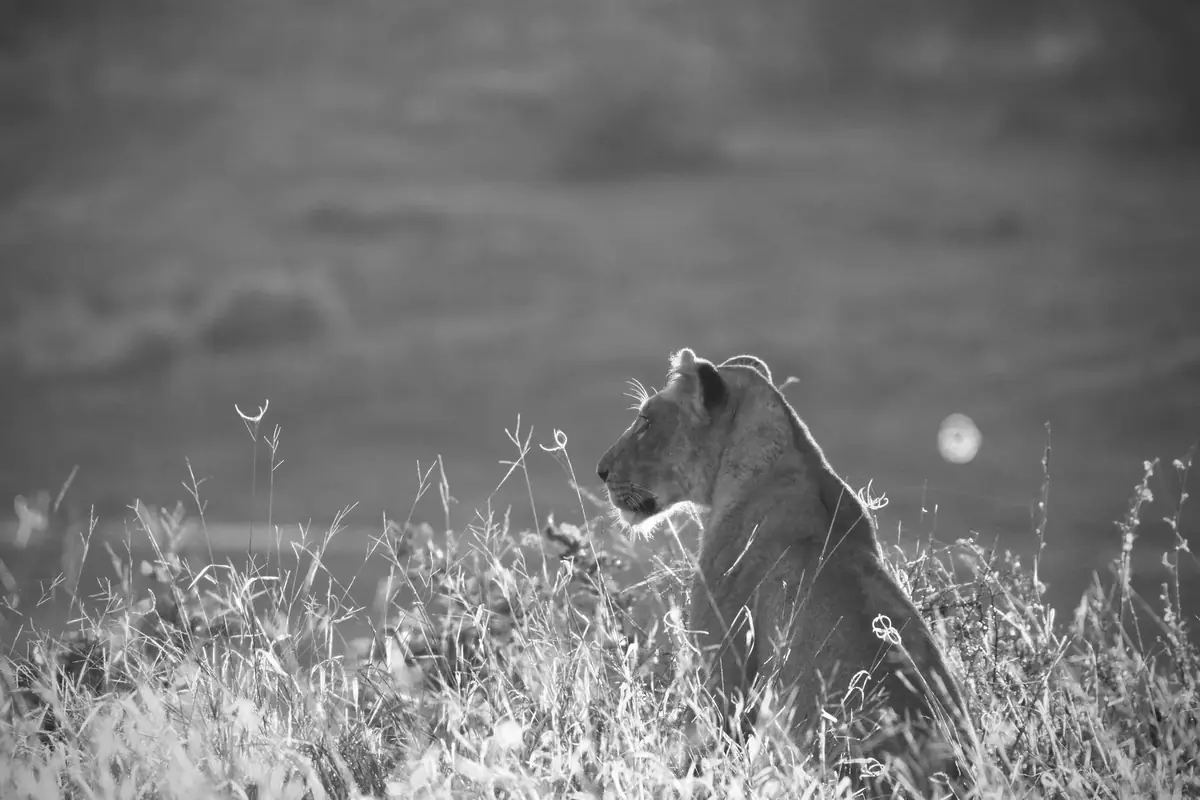 Seated at Daybreak: Black and white version of the lioness sitting in long grass at first light