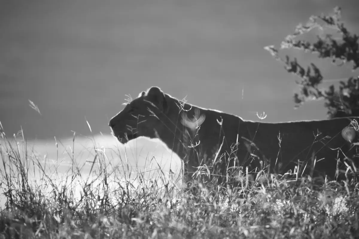 Low and Moving: Black and white image of a lioness walking low through grass, in silhouette against a bright sky