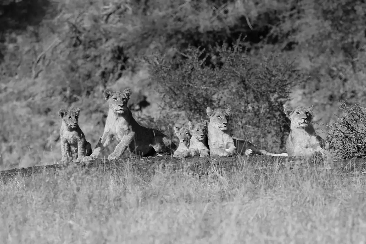 All Eyes: Black and white image of a pride of lions sitting in a row at the edge of the bush