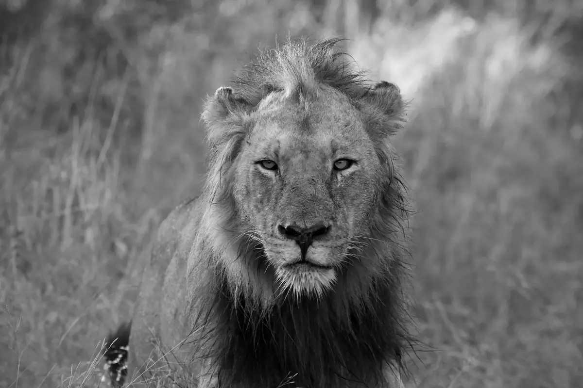 The Approach: Black and white portrait of a maned male lion walking towards the camera through grass