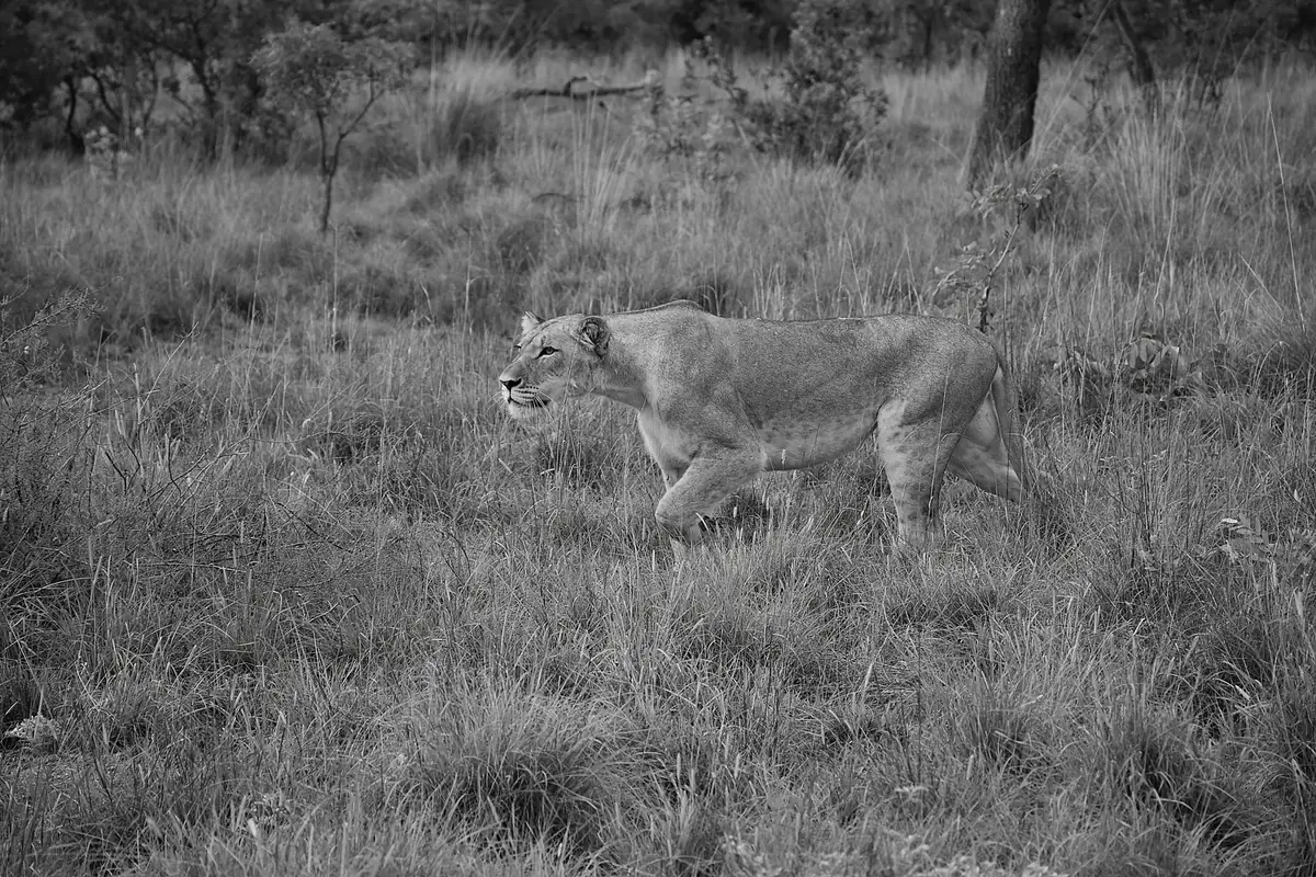 Measured Steps: Black and white image of a lioness walking through long grass, head low, looking ahead