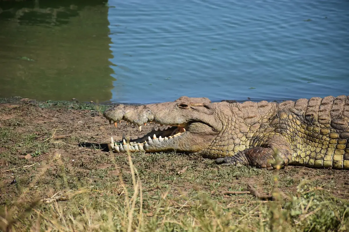 Midday Scales: A Nile crocodile lying on a sandy bank beside blue water, its teeth showing