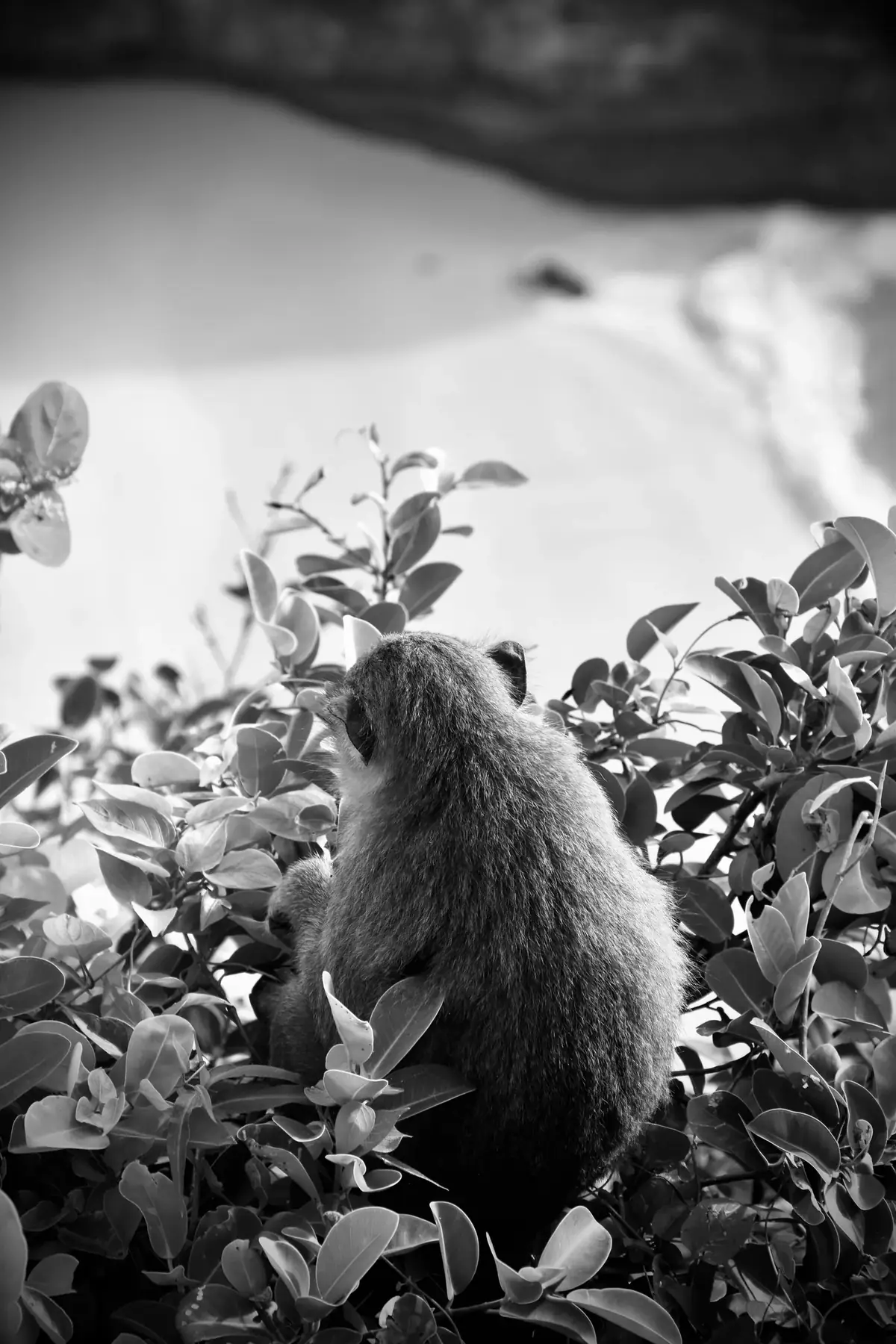 Back Turned: Black and white image of a monkey seen from behind, sitting in leafy bushes above the sea