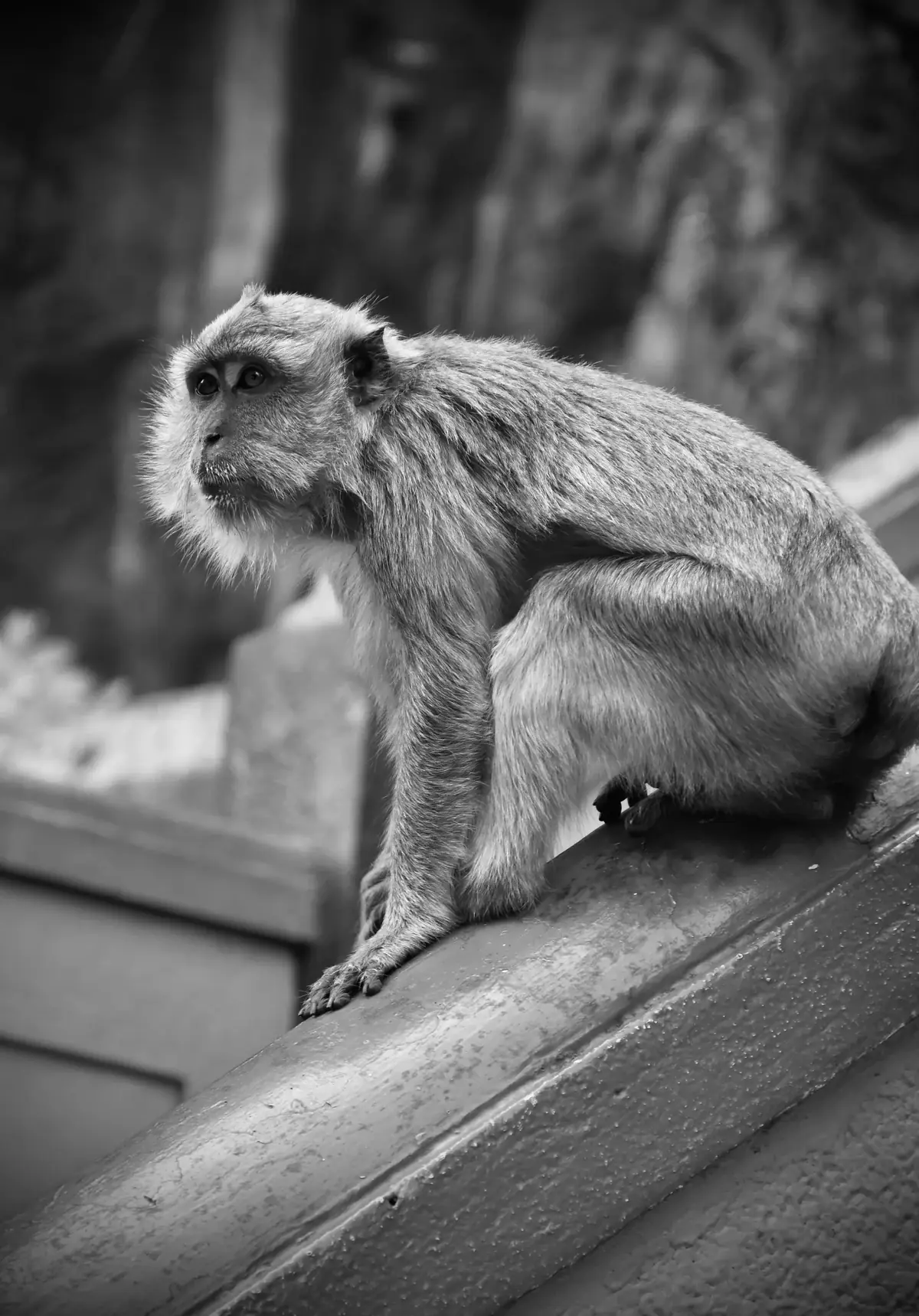 On the Ledge: Black and white image of a long-tailed macaque sitting on a sloping ledge, looking out