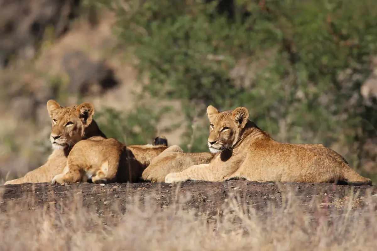Morning Rock: Lionesses and a cub lying on a flat rock in early light, the cub in front