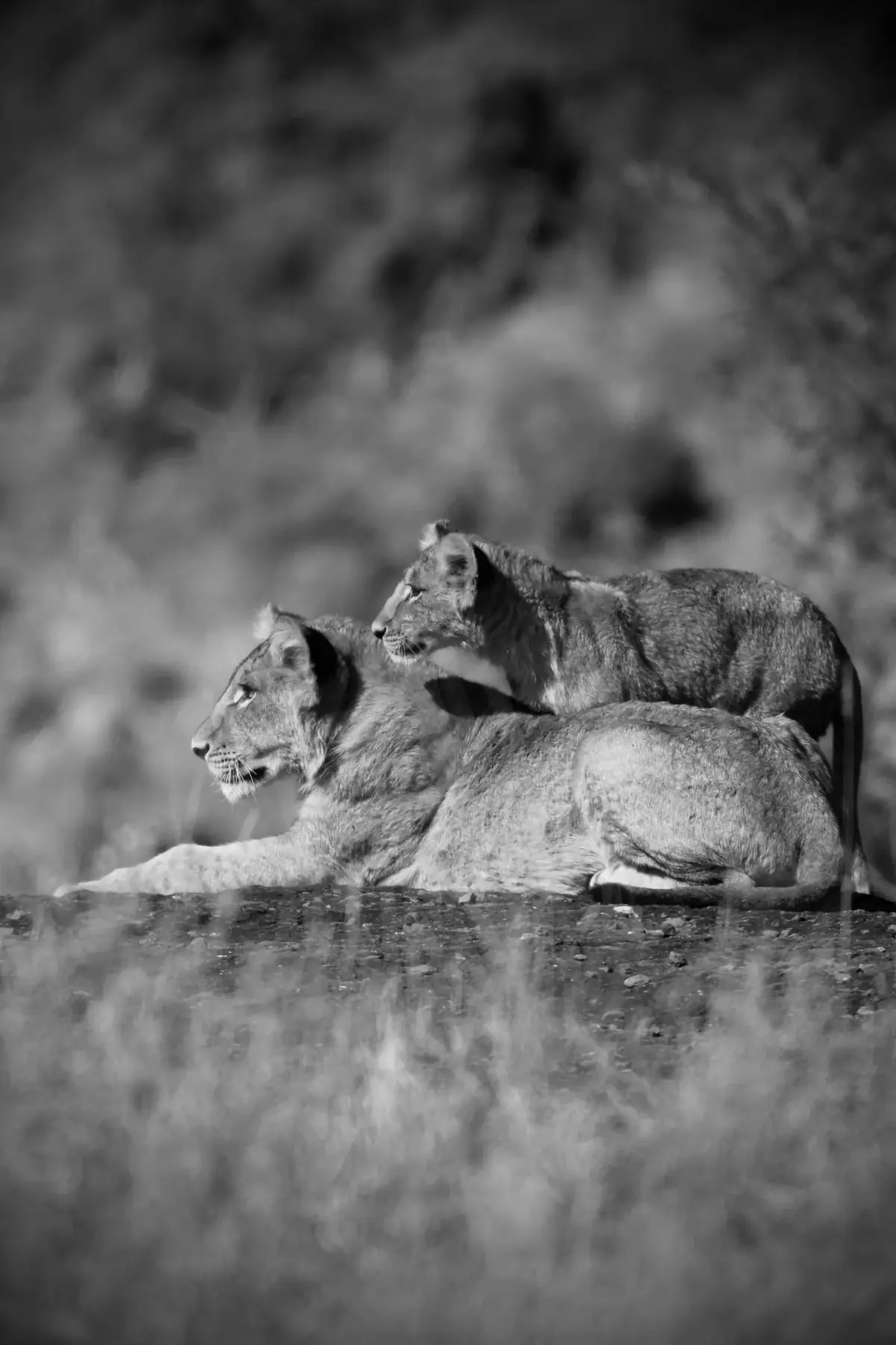 Over Her Shoulder: Black and white image of a lion cub climbing over its resting mother in long grass