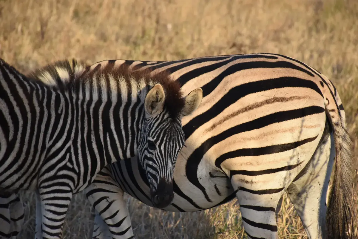 Mother's Flank: A zebra foal standing against the striped flank of an adult zebra in dry grass