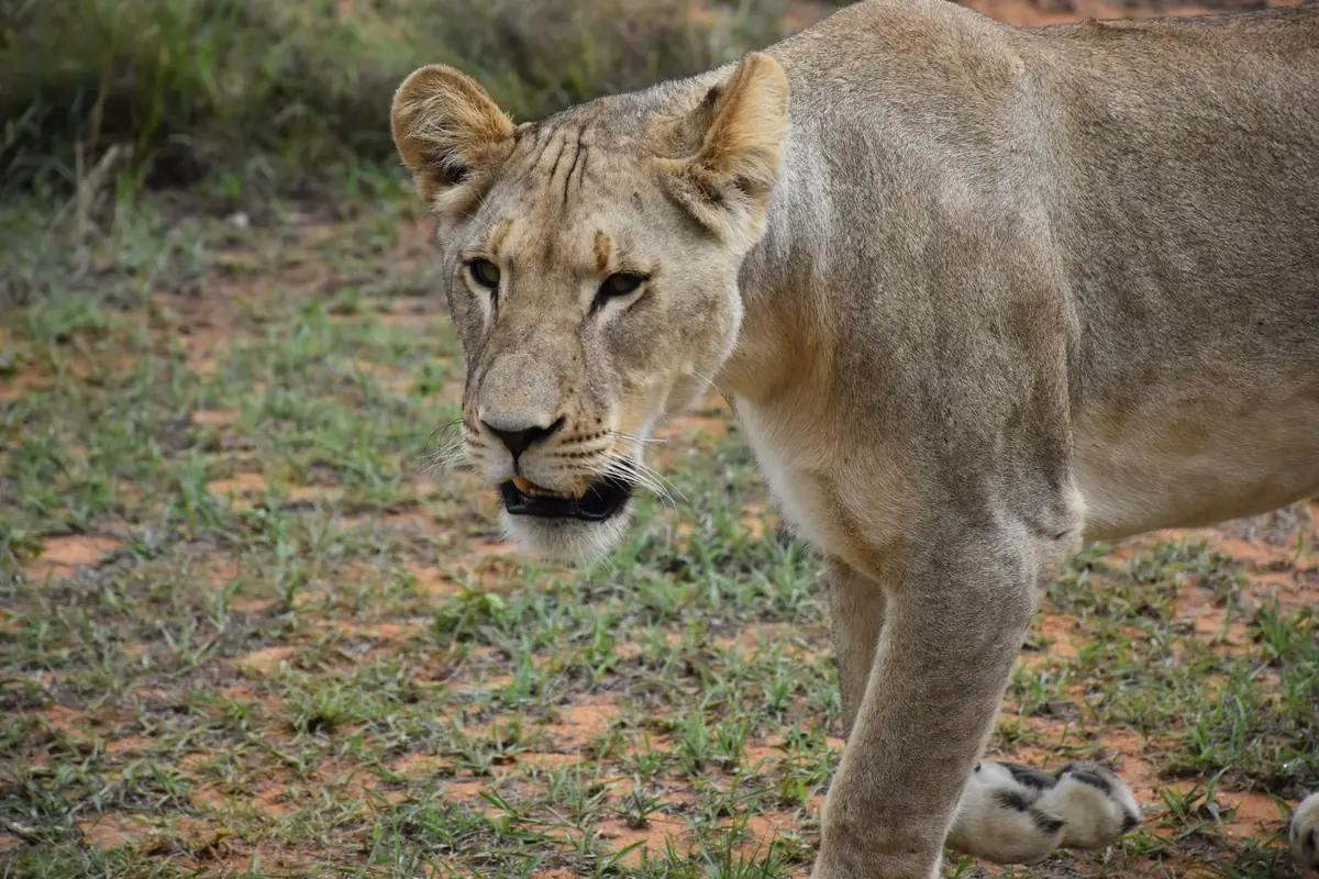 Near Enough: A lioness walking towards the camera across short green grass and red earth