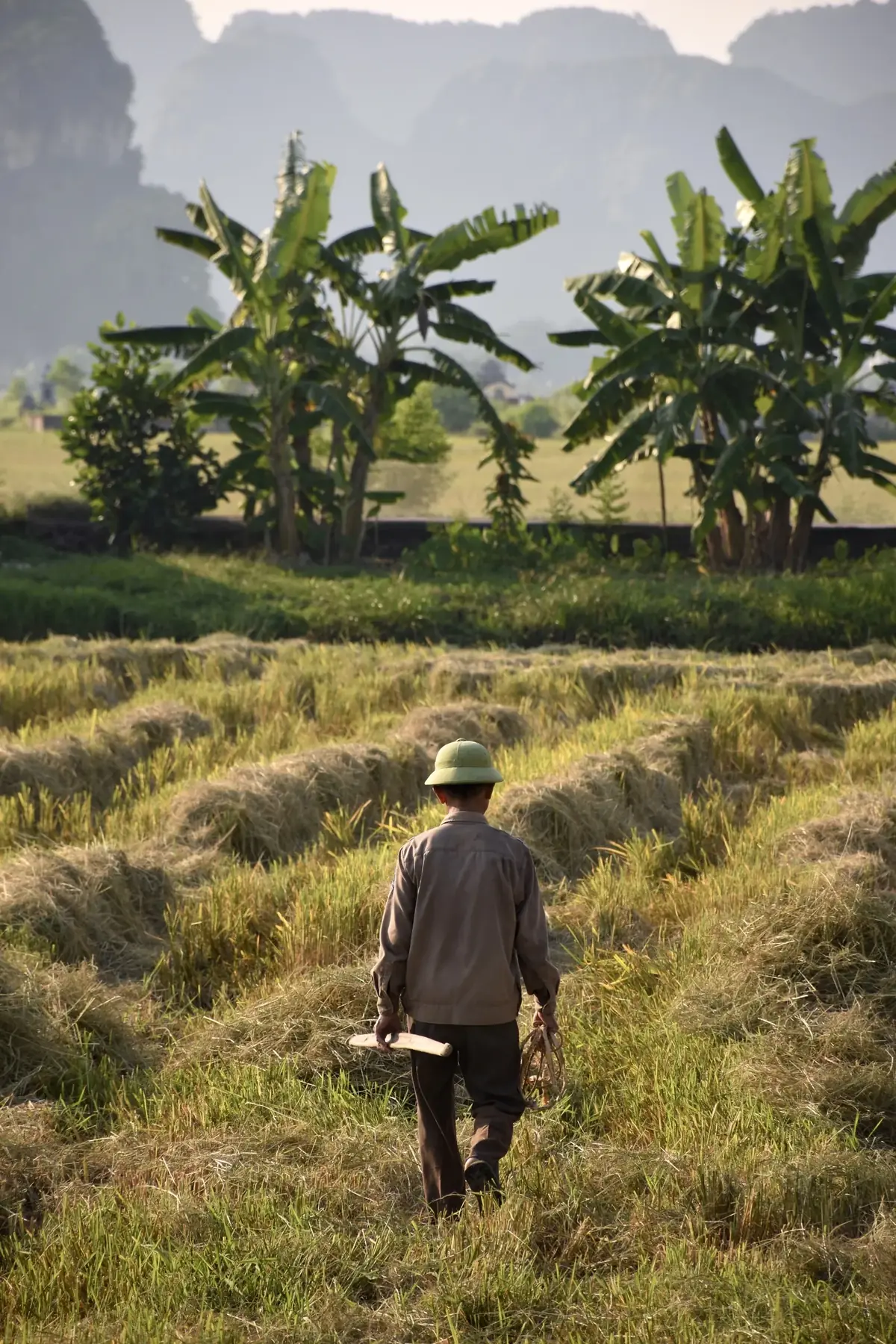 The Cut Field: A man in a hat walks away through cut grass between banana plants and limestone hills