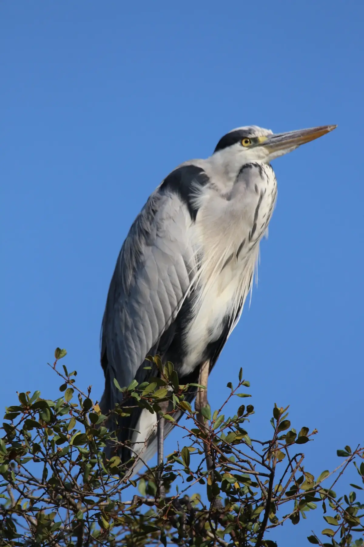 Perched High: A grey heron perched on top of a bush against a deep blue sky