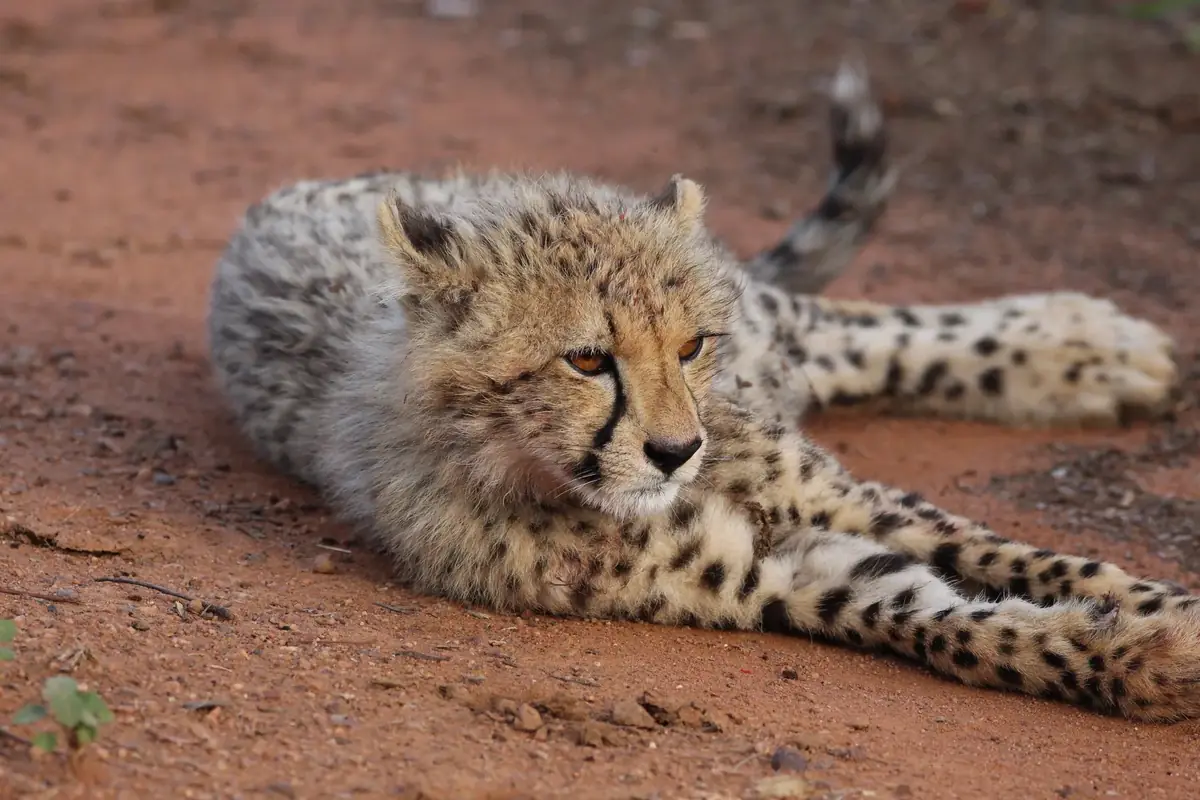 Red Earth: A cheetah cub stretched out on red earth, head up, looking at the camera