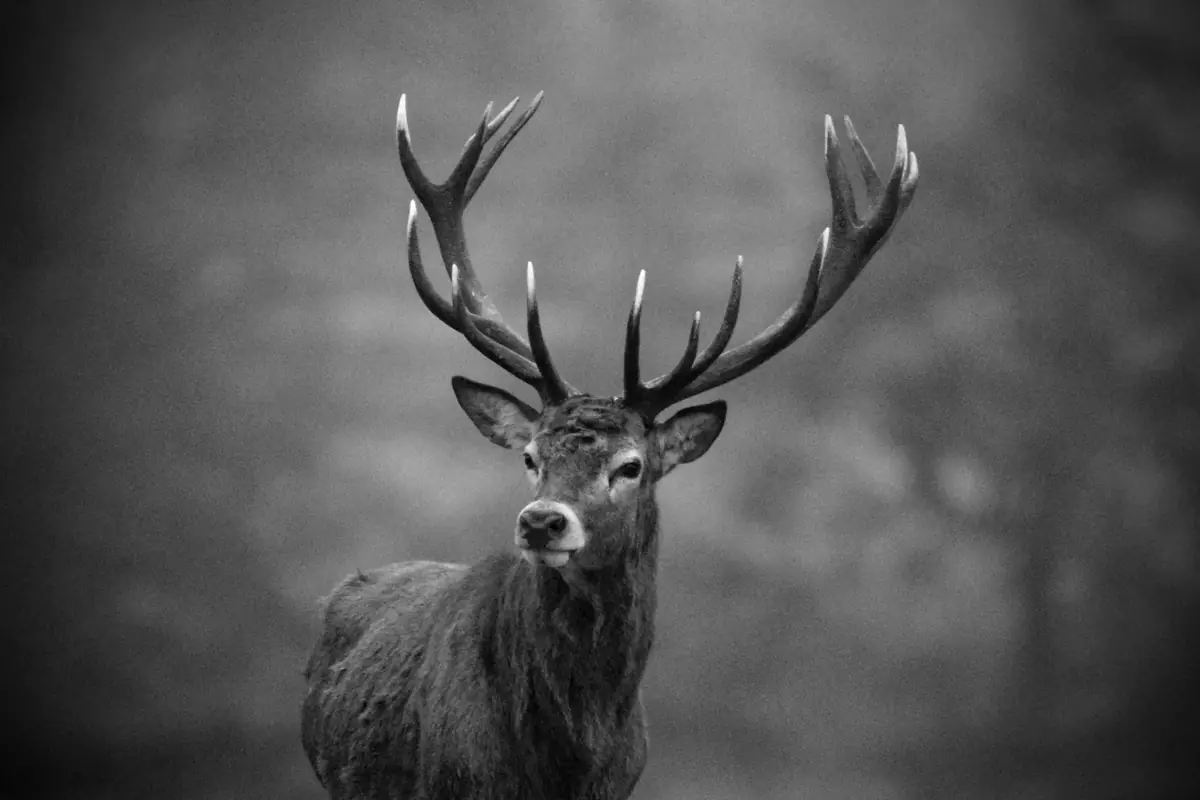 Out of the Mist: Black and white image of a red deer stag with a full set of antlers, standing in mist