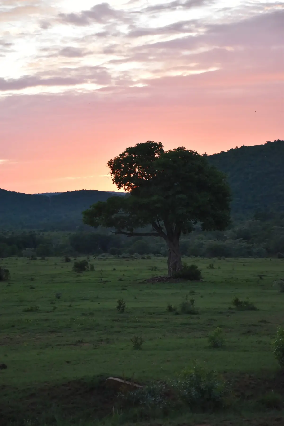 Rose Cloud: A single tree silhouetted against a pink and violet sky above dark hills and grassland