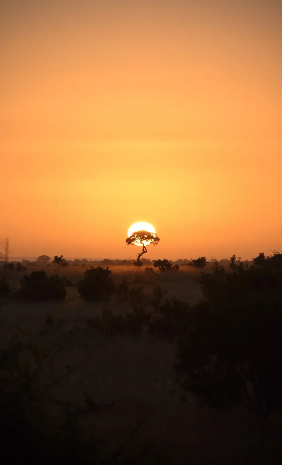 Orange Horizon: The sun rising behind a lone tree on a flat horizon, the sky deep orange