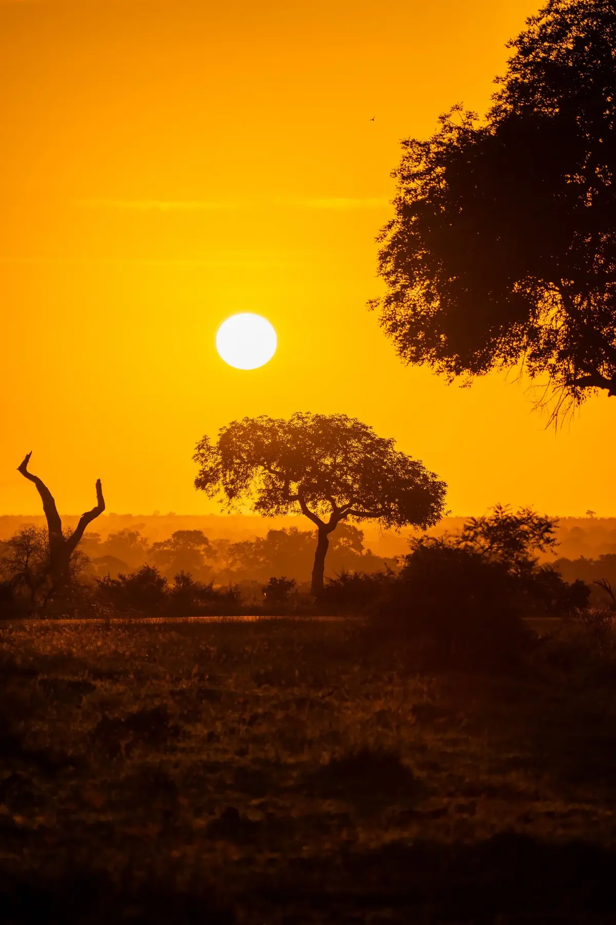 Disc Above the Trees: Upright frame of the sun low in an orange sky above silhouetted acacia trees