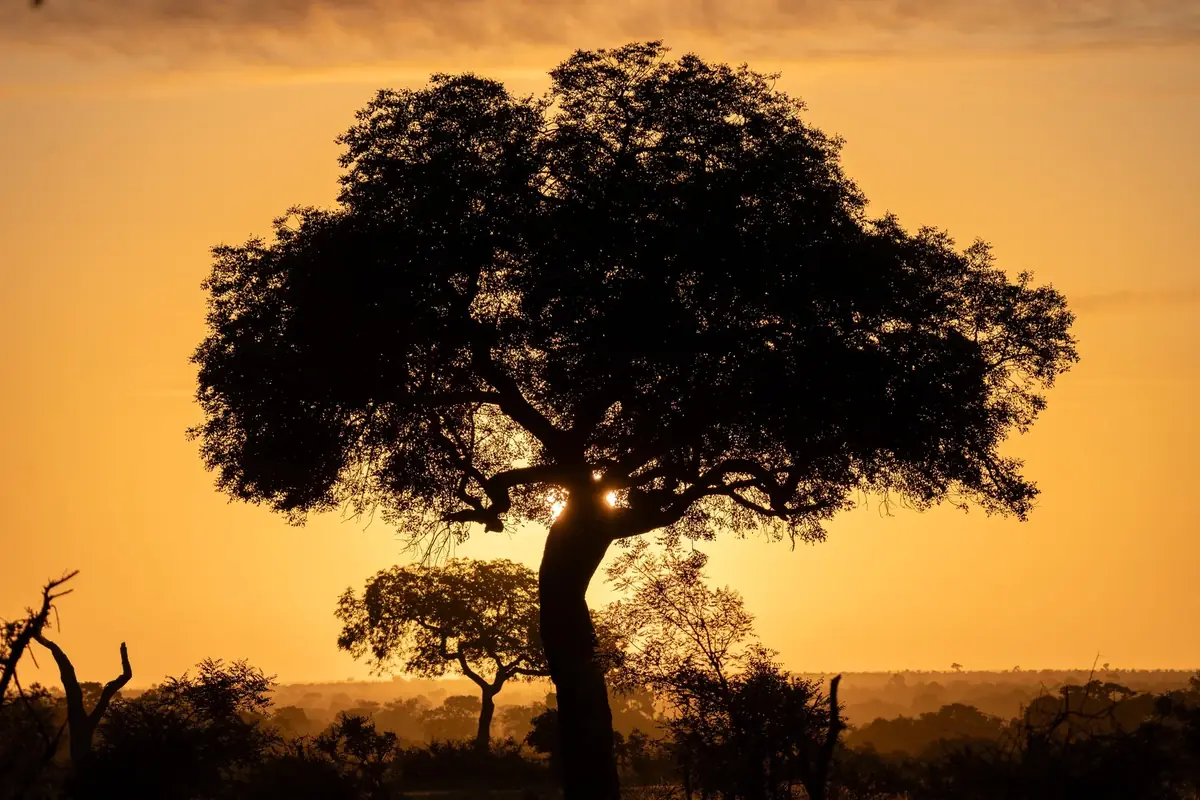 The Lone Acacia: A lone acacia in silhouette against an orange sky, the sun glowing through its branches