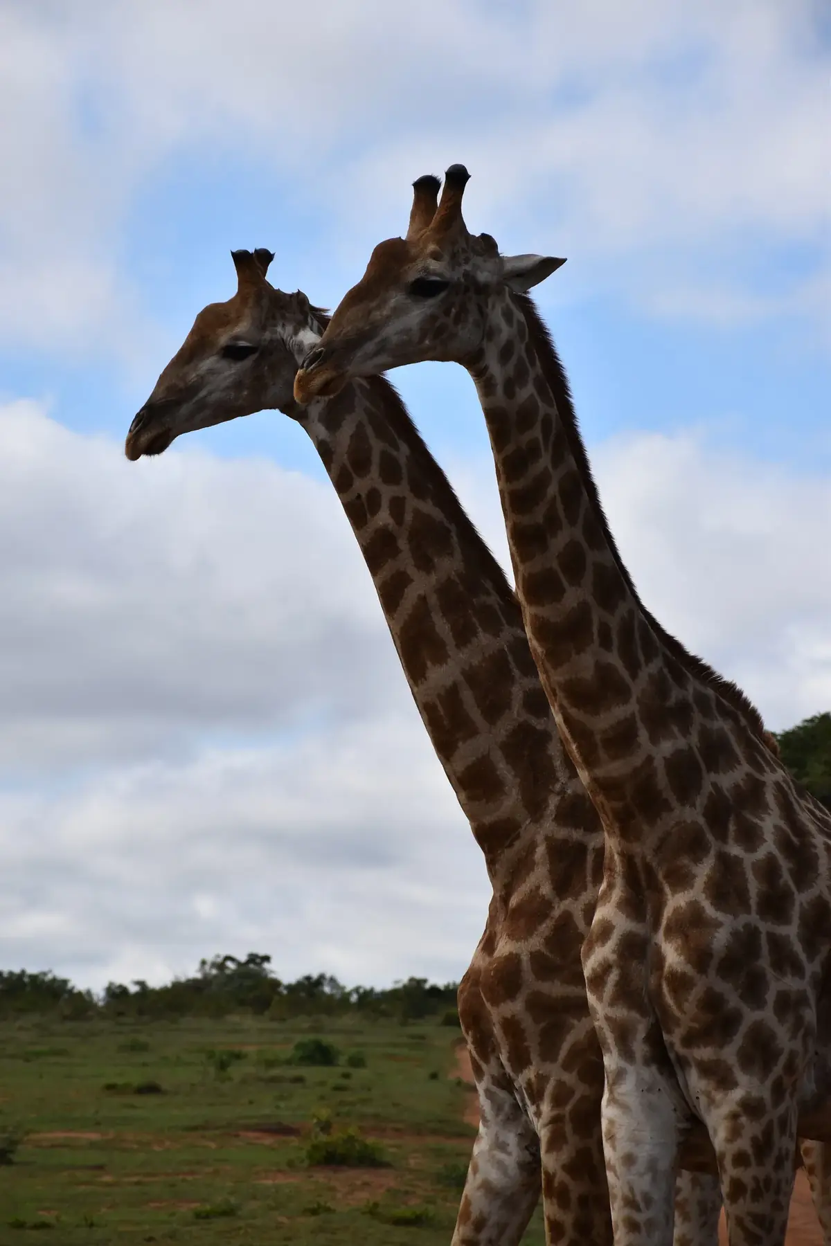 Tall Pair: Two giraffes side by side, necks crossing, against a blue sky with white cloud