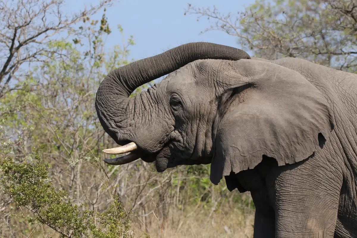 Trunk Raised: An elephant with its trunk curled up over its head among dry bush