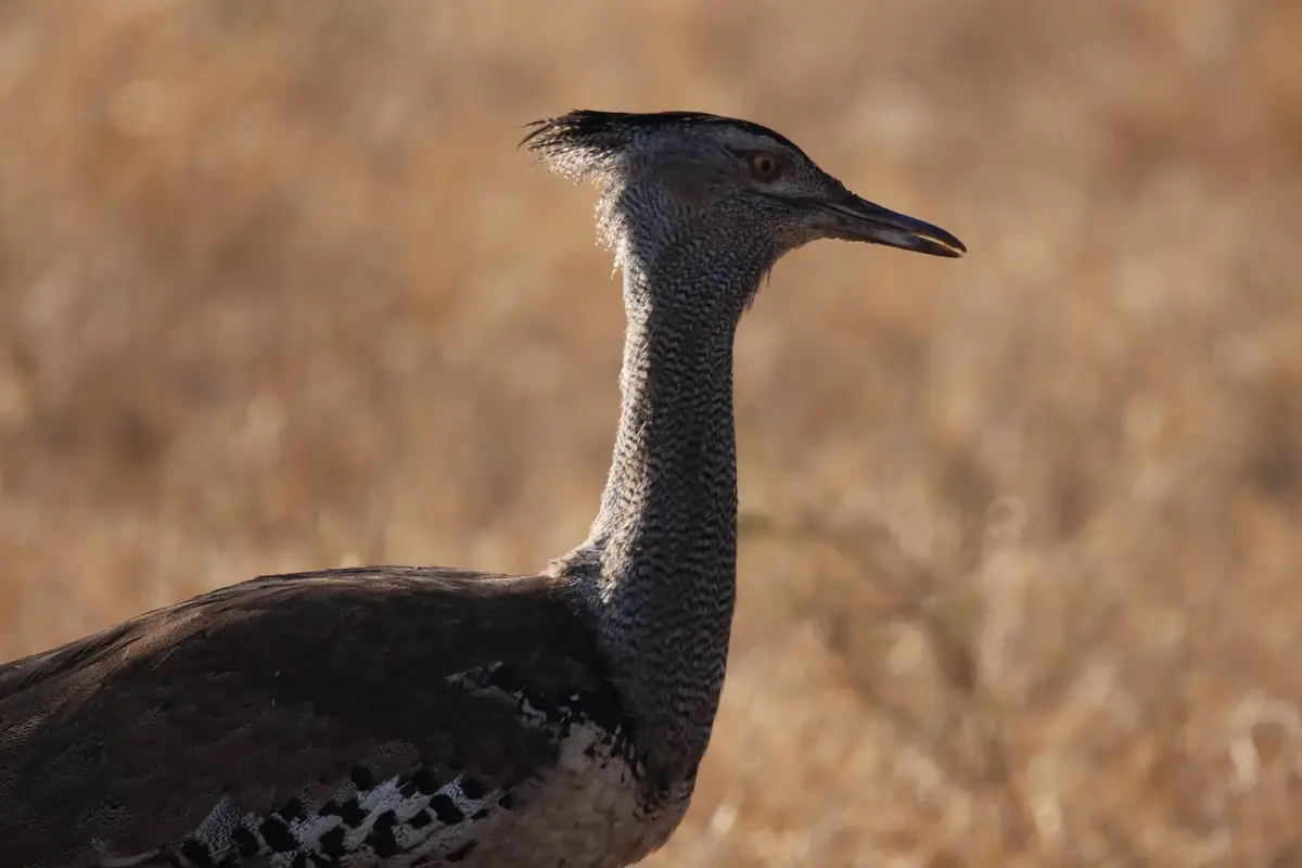 Upright: A kori bustard standing tall in golden grass, its crest raised