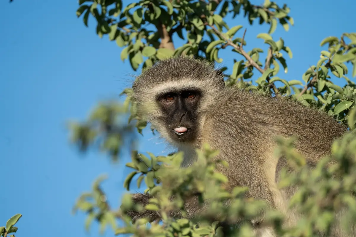 From the Canopy: A vervet monkey sitting in a leafy tree against a blue sky, looking at the camera