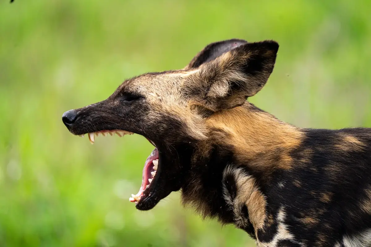 Bared Teeth: Close profile of an African wild dog with its mouth wide open, against soft green
