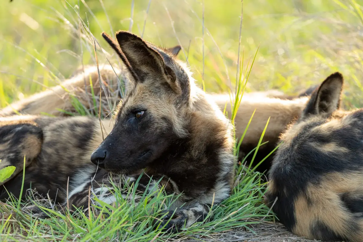 The Pack at Rest: African wild dogs lying together in grass, one lifting its head with large round ears