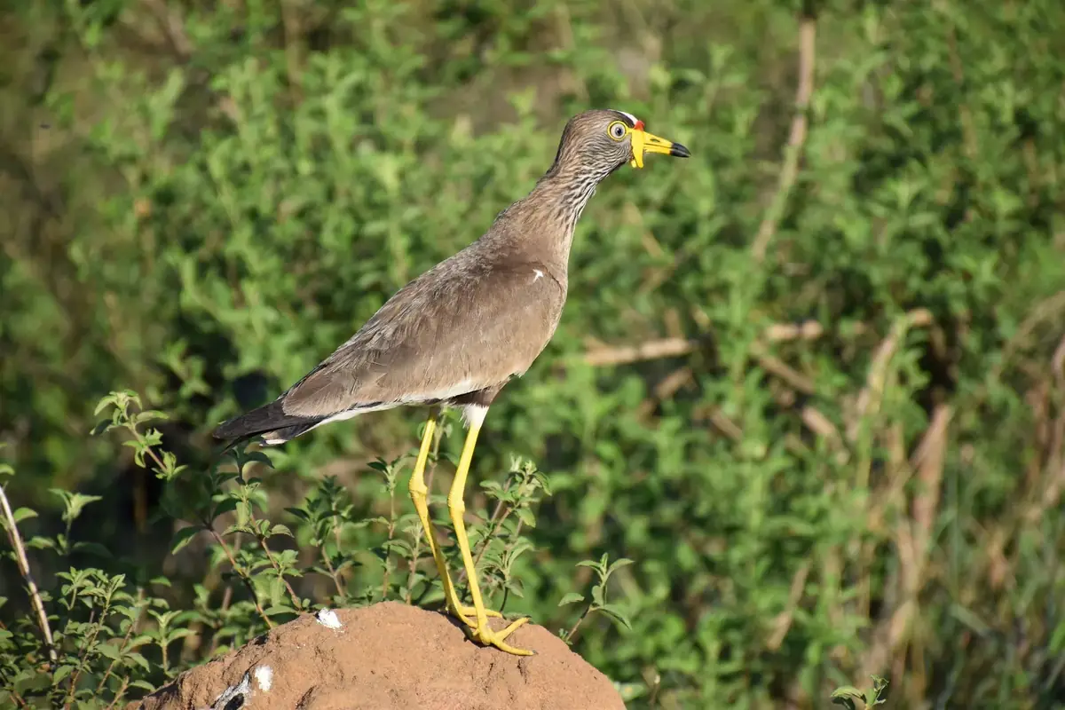 Yellow Wattles: A wattled lapwing with a yellow bill and yellow wattles standing on a termite mound